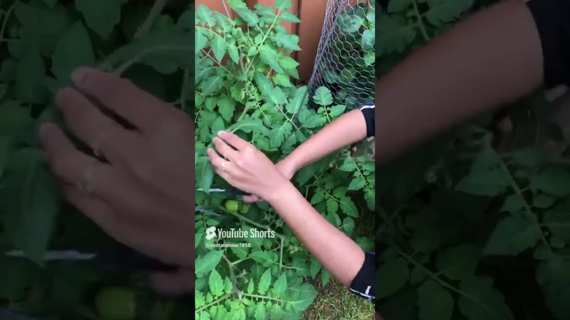 Removing extra leaves from my tomato vegetable plant in my vegetable garden