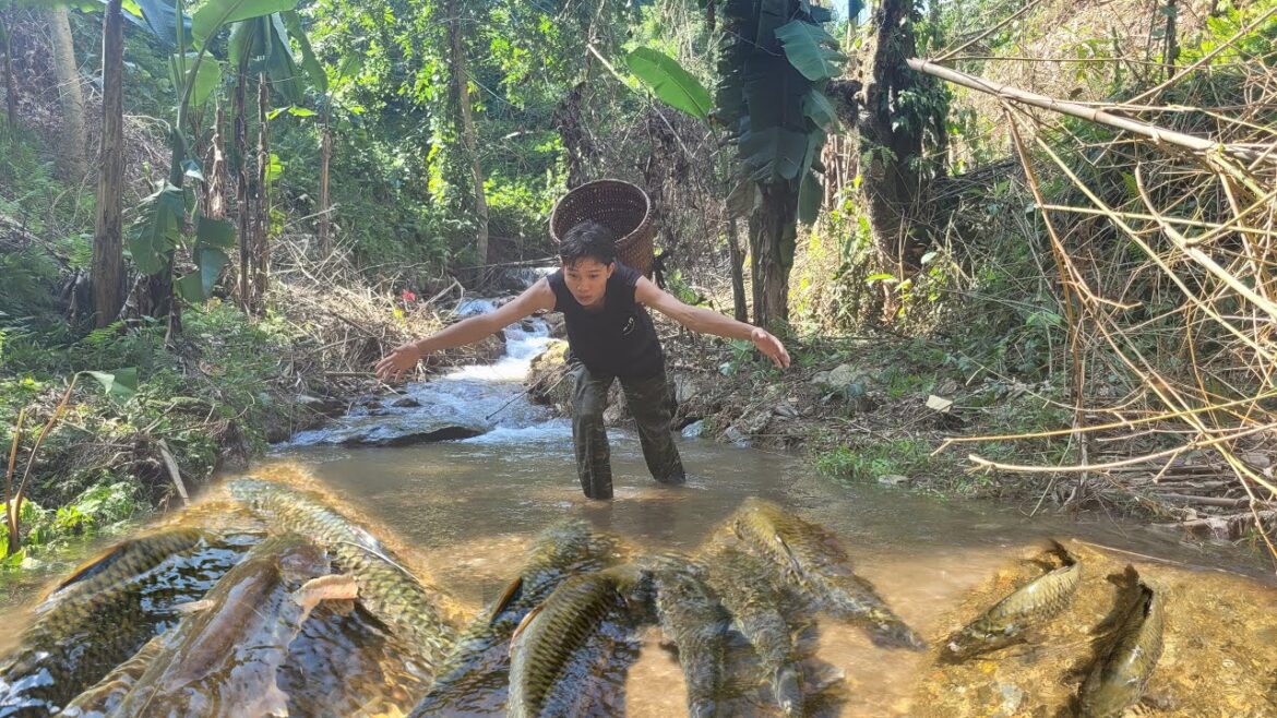 Vegetable Gardening – Skills to catch fish with bare hands to sell and buy vegetable seeds to plant Vegetable Gardening - Skills to catch fish with bare hands to sell and buy vegetable seeds to plant