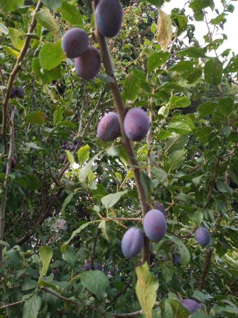 Homemade plum jam...