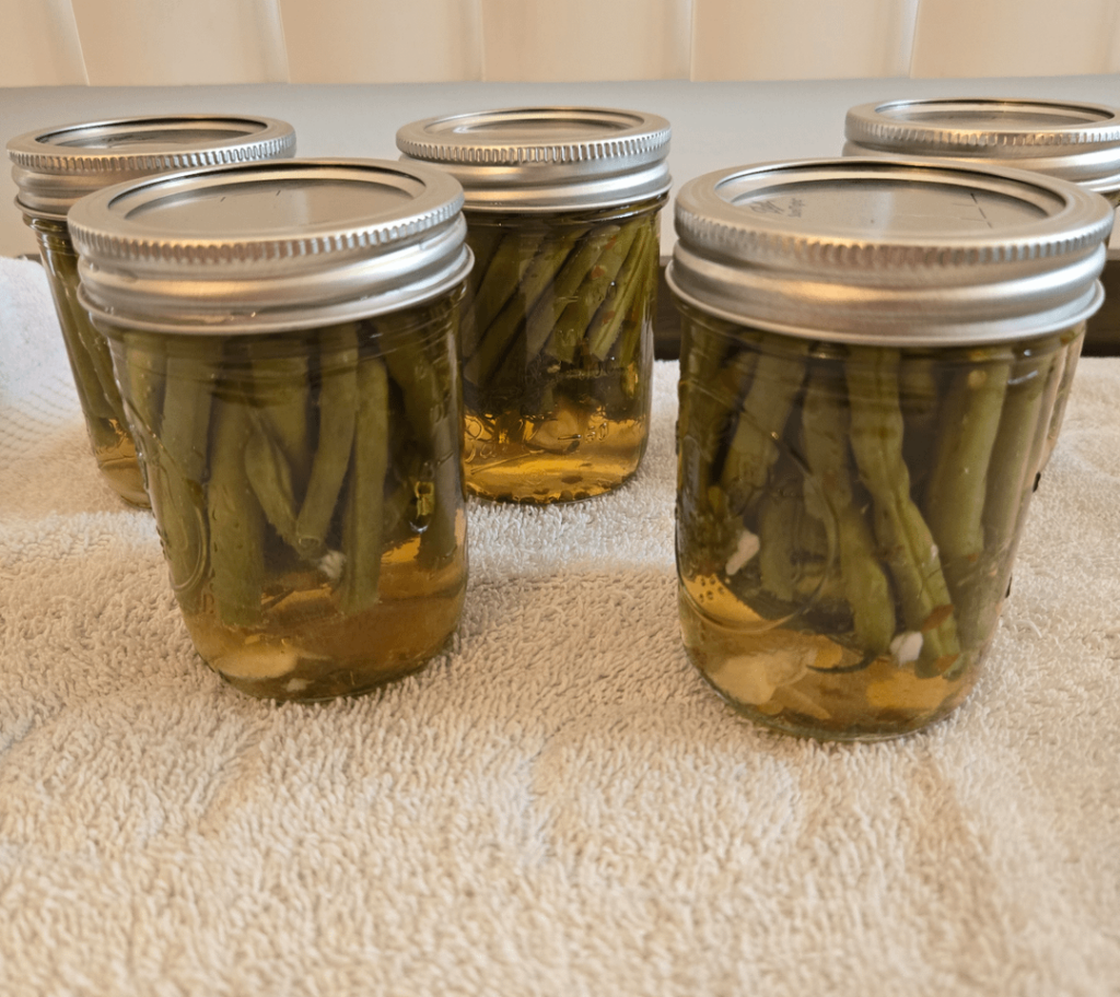 Dilly Beans! From the garden to the canner. Dilly Beans! From the garden to the canner.