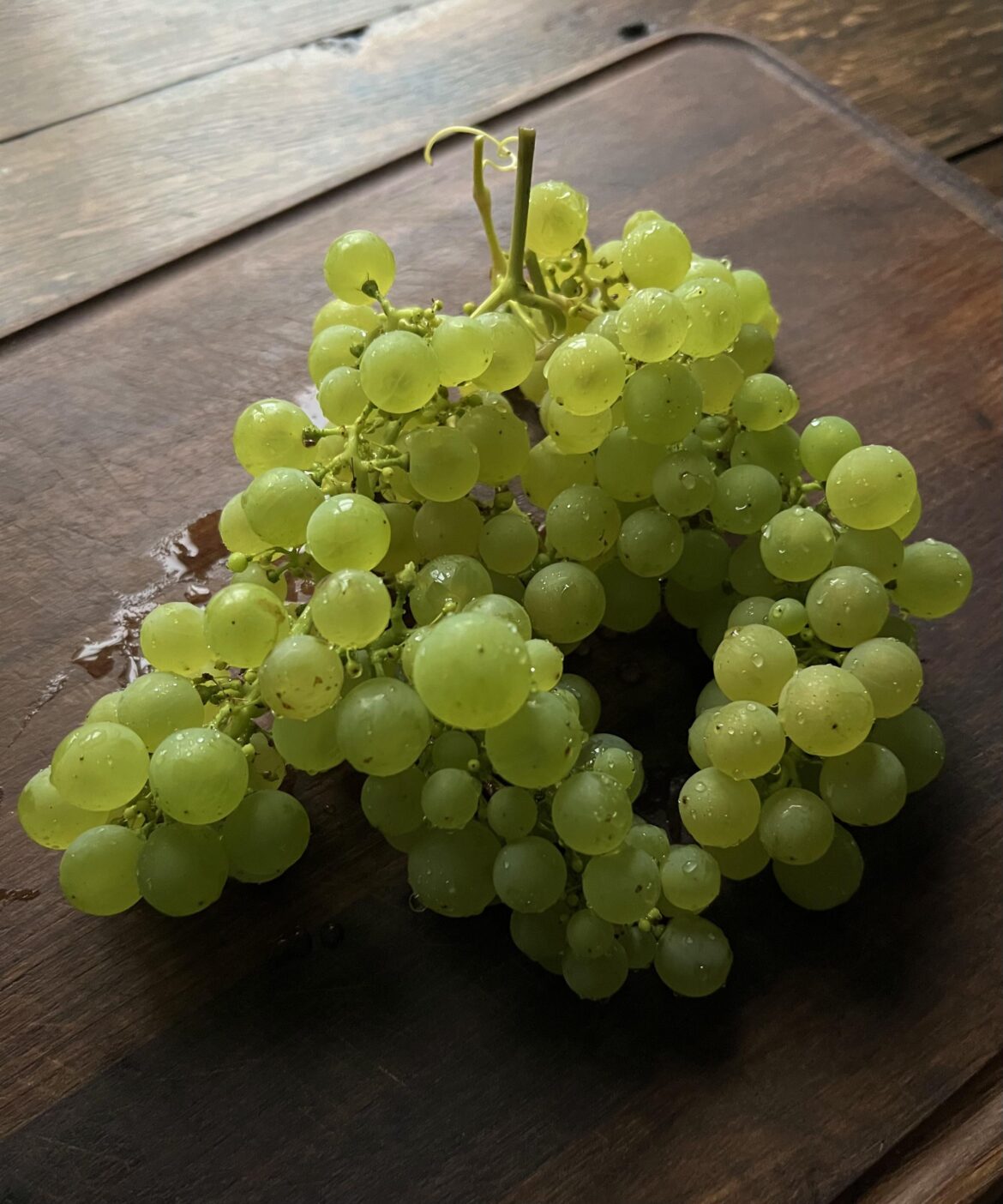 From seed to sip — my first grape harvest, two years in the making! 🍇