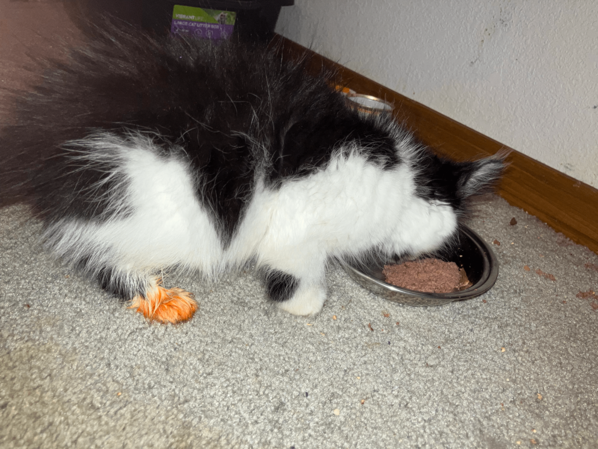 Buldak dyed my kitten's foot orange. She stepped in my ramen, I wiped it off with both baby and sanitizer wipes, and shampooed her foot. It's still bright cheeto orange