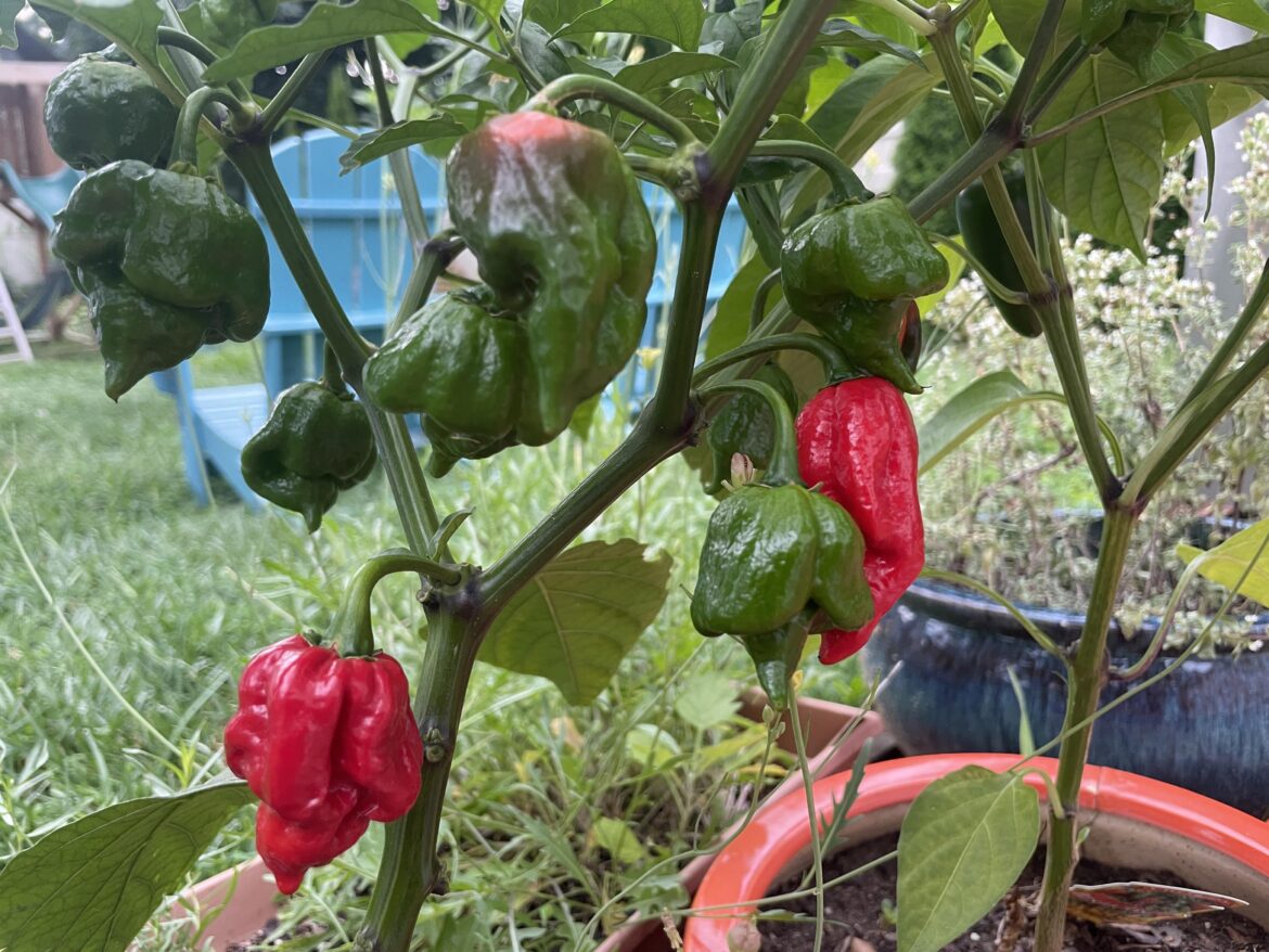 Say hello to my little friends