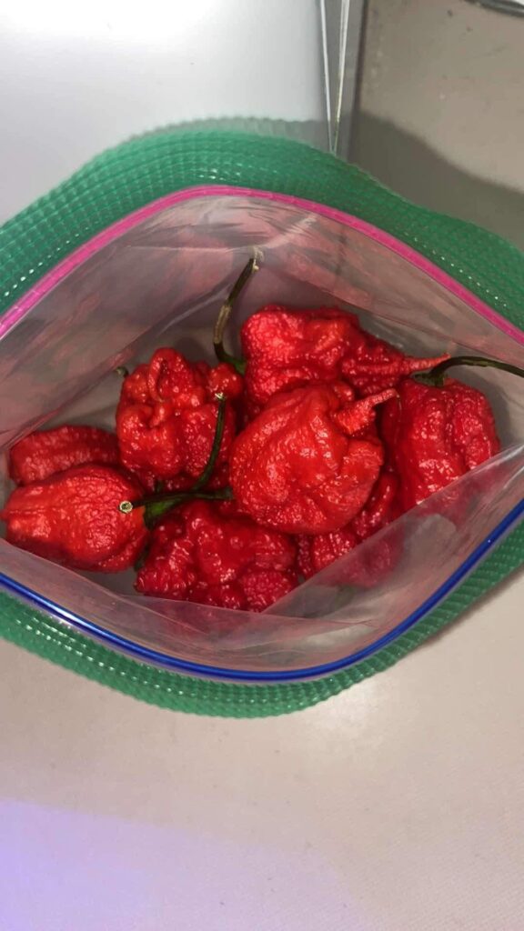 THEY CAME! this is my first time seeing a reaper in person, I’m hype!