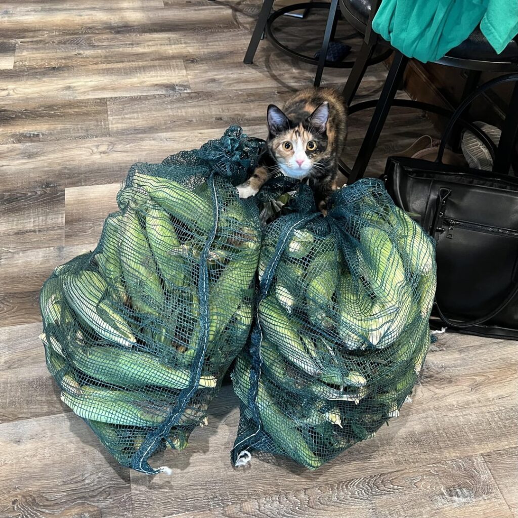 Sweetcorn season is upon us.