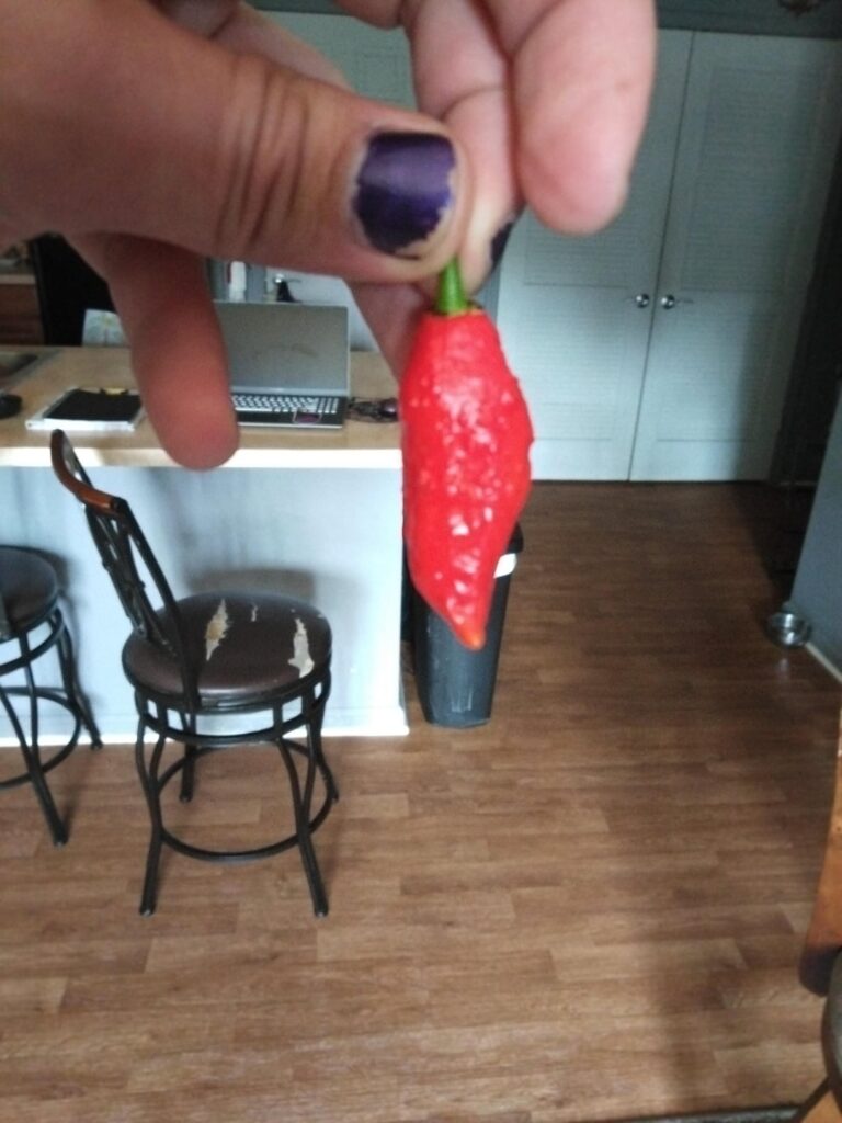 Y'all I'm no slouch when it comes to spice, but I grew these fuckers an they are straight up evil.