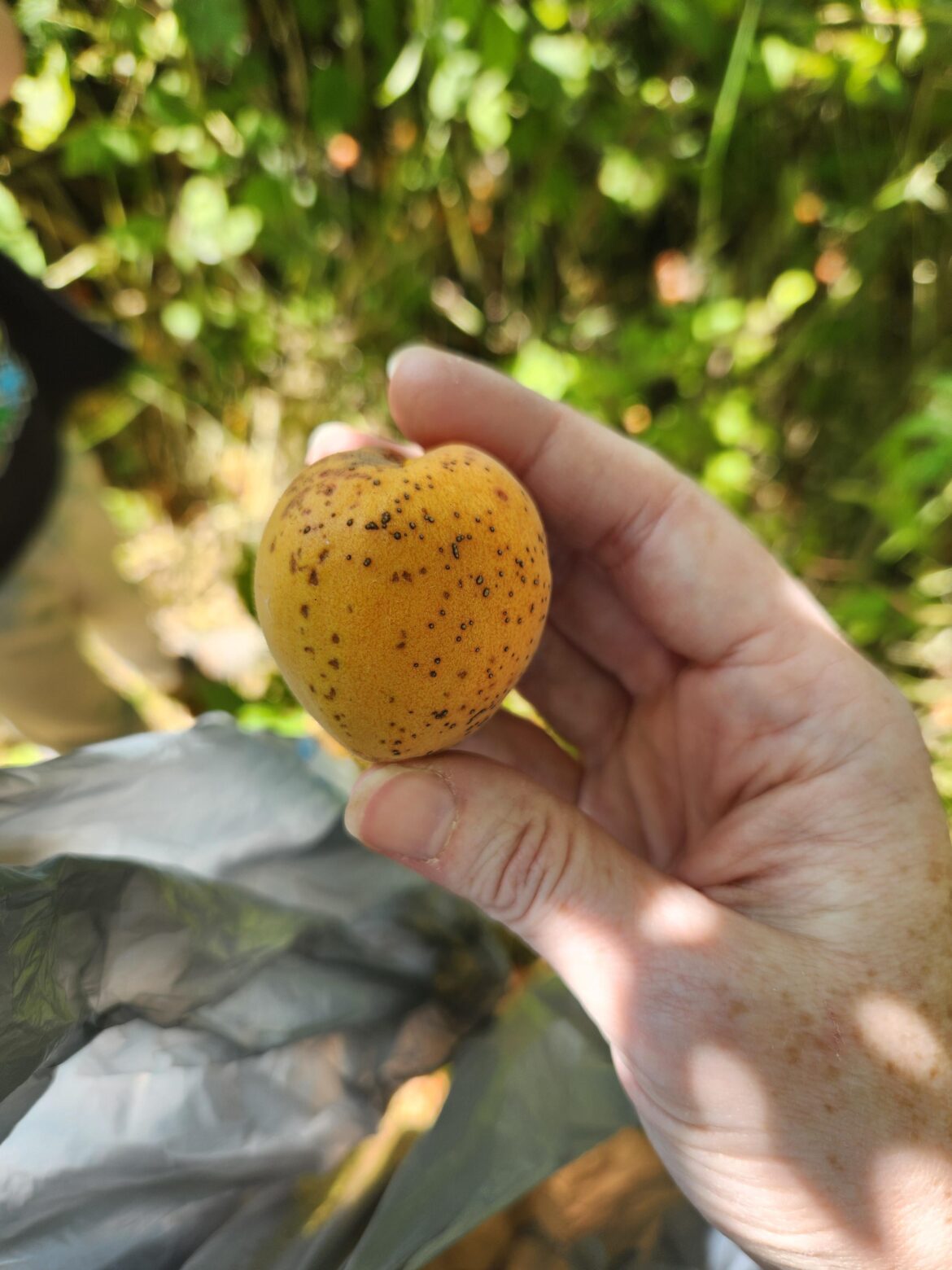Can I make cooked jam with these spotted apricots