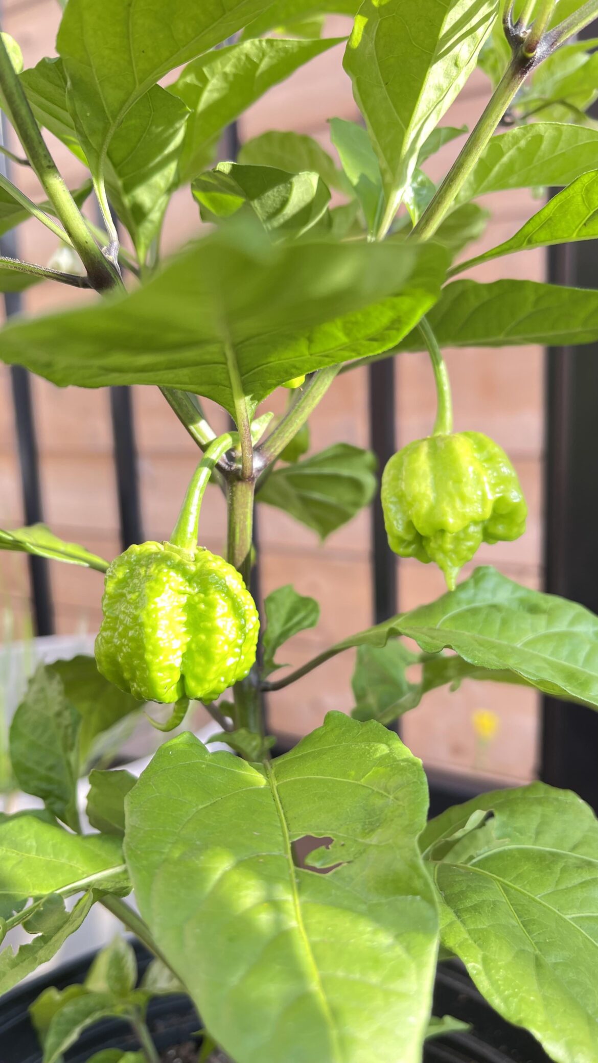 Carolina Reaper