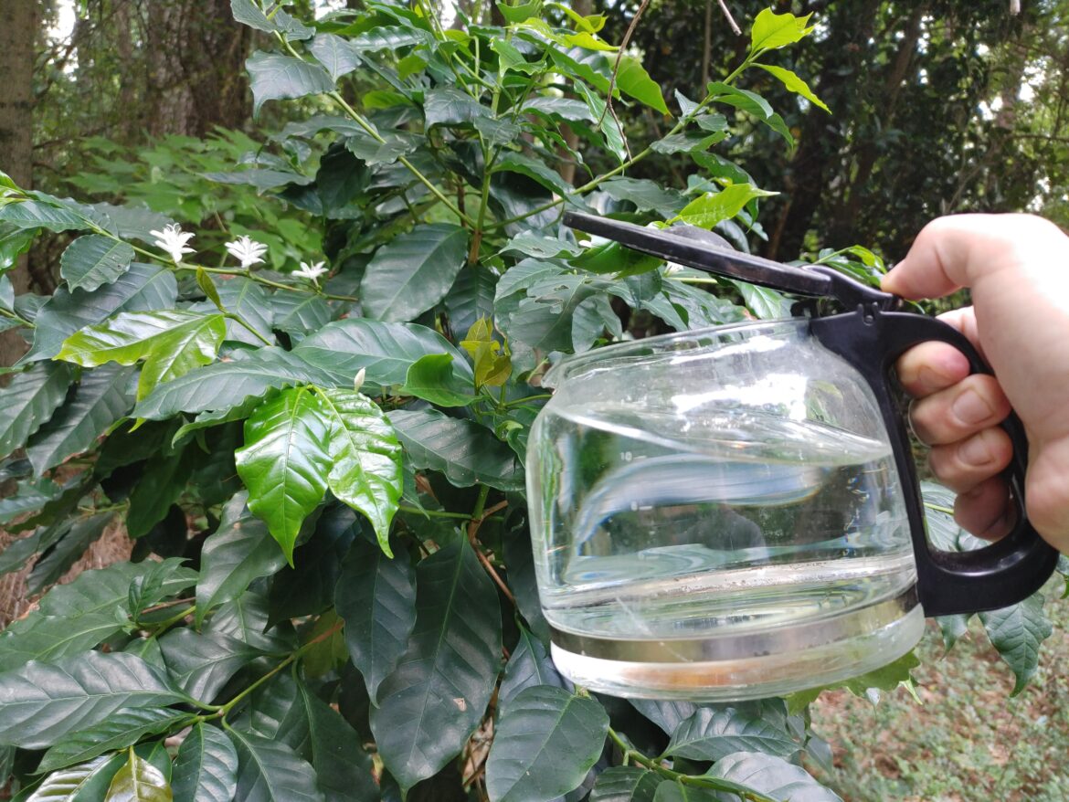 My coffee plant finally flowered. I might only get a few beans this year, but hopefully there will be more next year.
