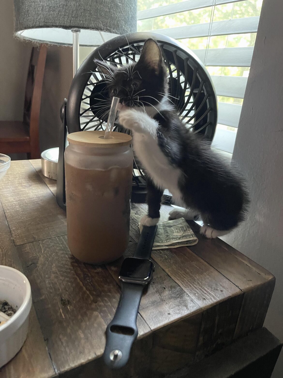 Even Bootsie can’t resist the cold brew from Bodacious Brew in Pensacola, FL. (I bought the cup from there, too.)