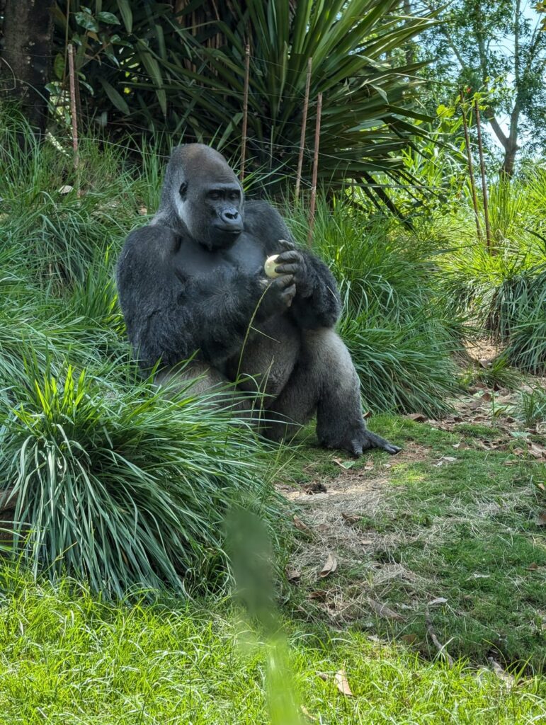The zoo I visited today has an onion loving gorilla