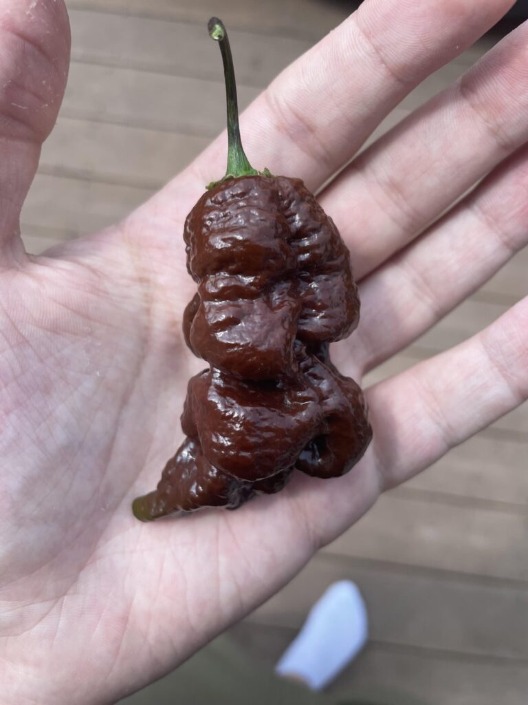 One very evil looking chocolate primotalli