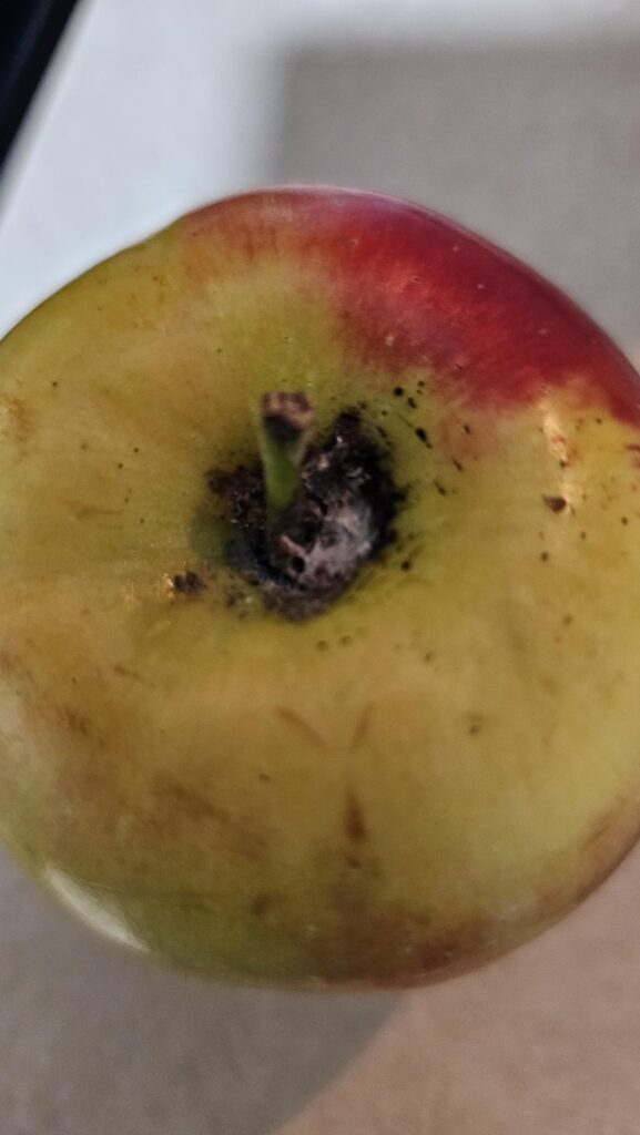 Well mouldy food is the end for me