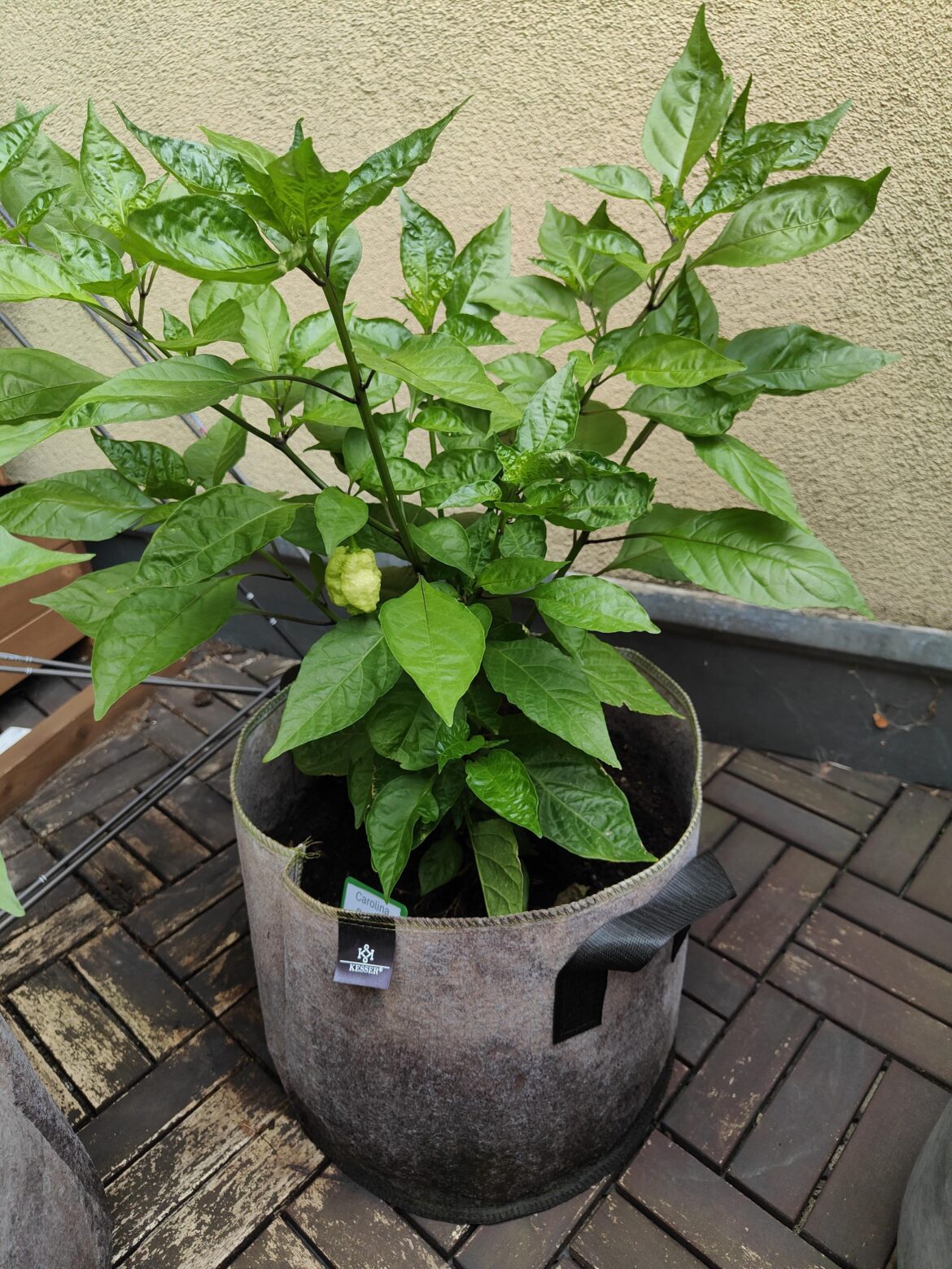 What is wrong with my Reaper?