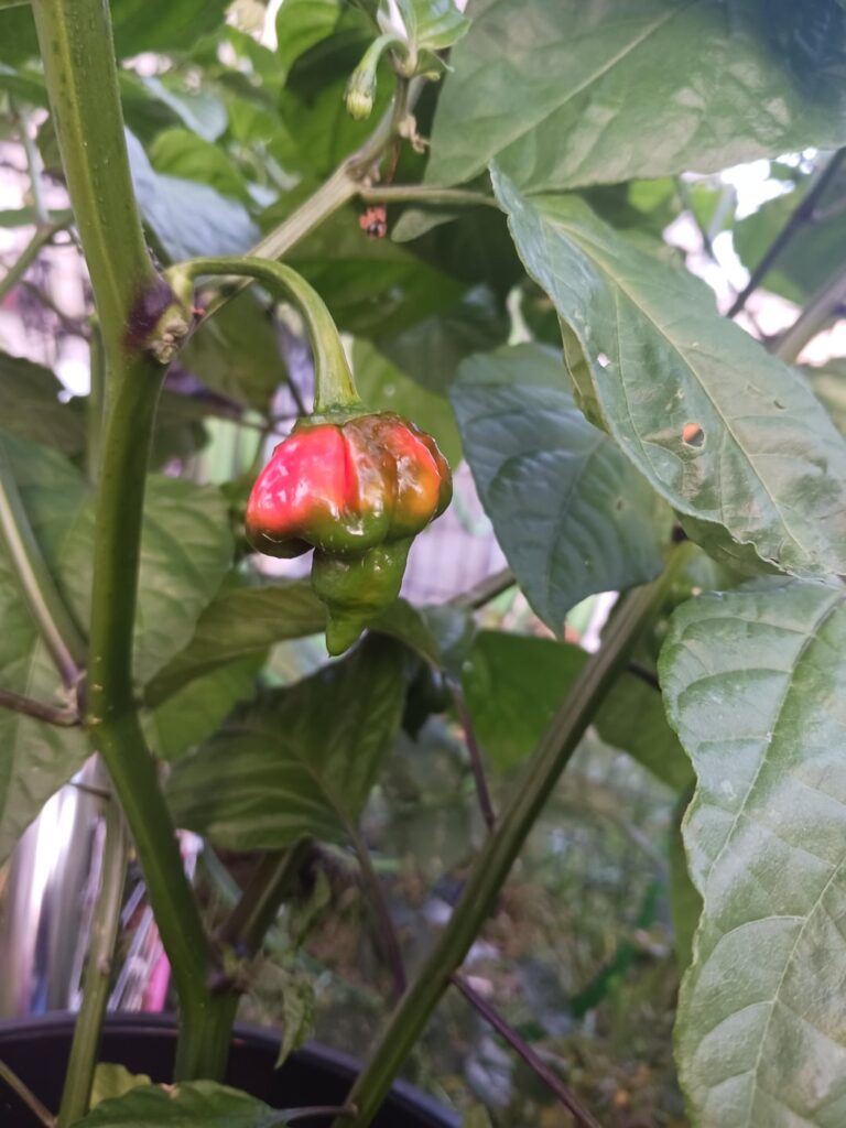 Trinidad scorpions are starting to change color!