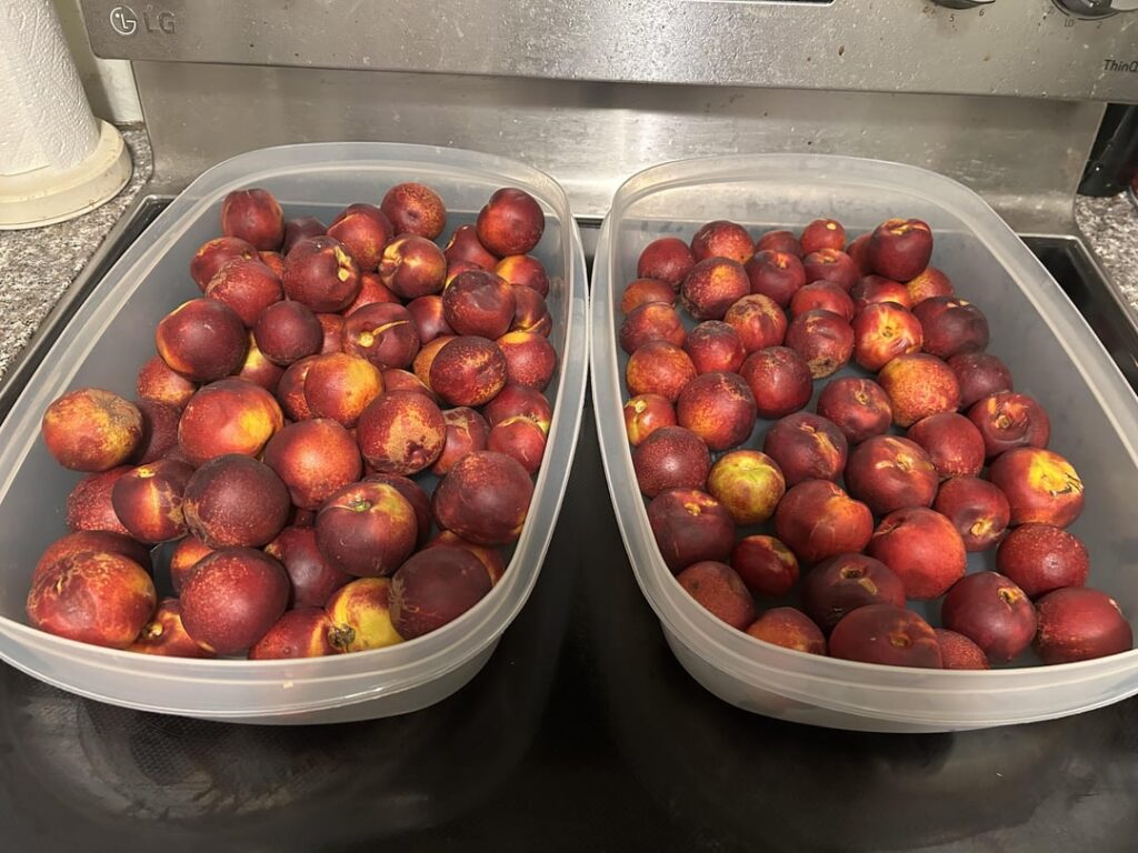 Nectarines Nectarines