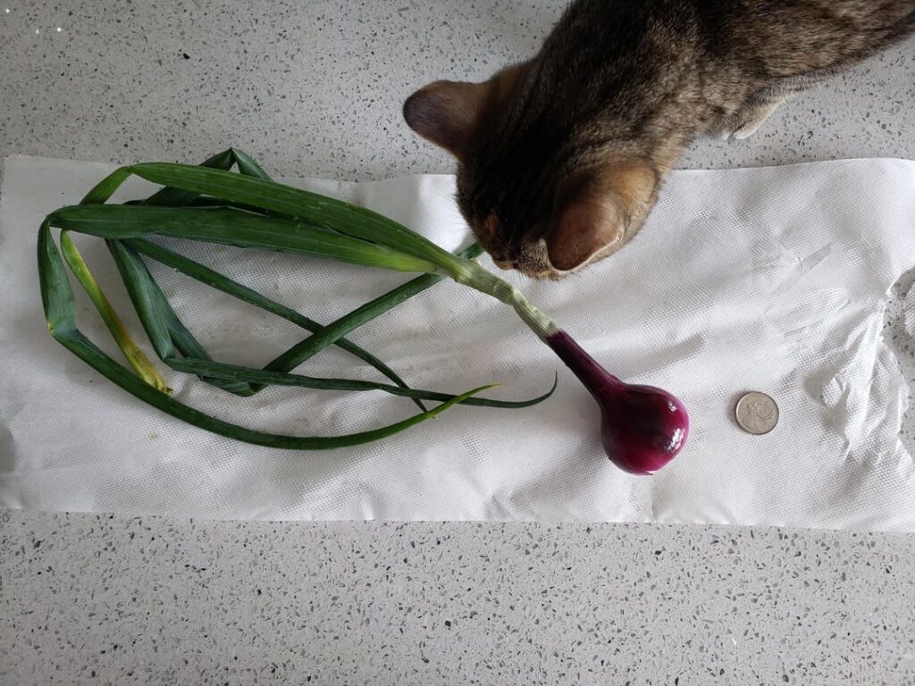 I eat at least 2 of these daily