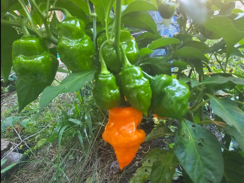 Garden habaneros