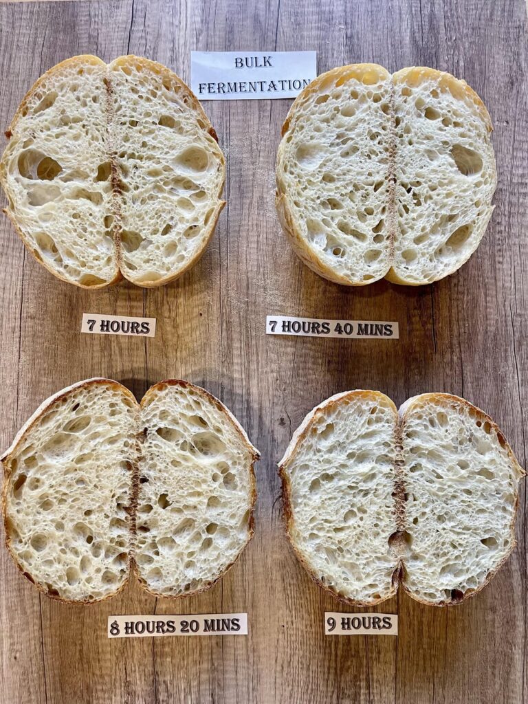 Bulk Fermentation Experiment