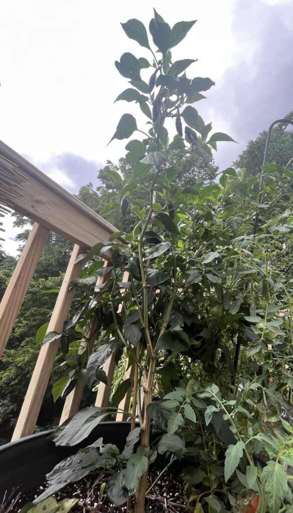 My Jappy Jalapeño My Jappy Jalapeño