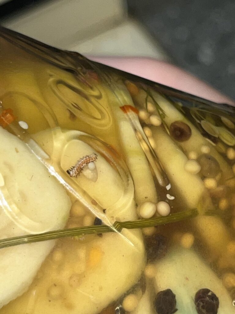 Caterpillar in pickles?