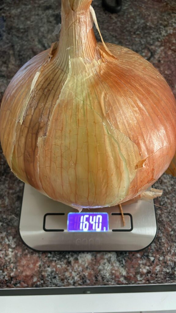 My Dad has grown a 1.6kg onion