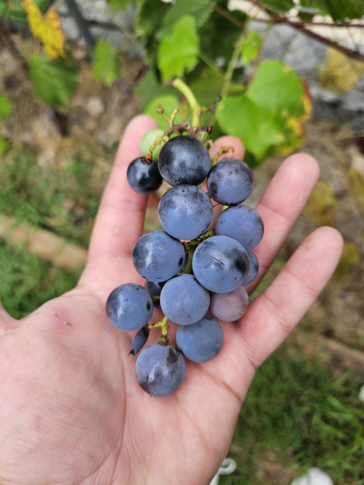 After 3 years of tending, we finally have grapes!