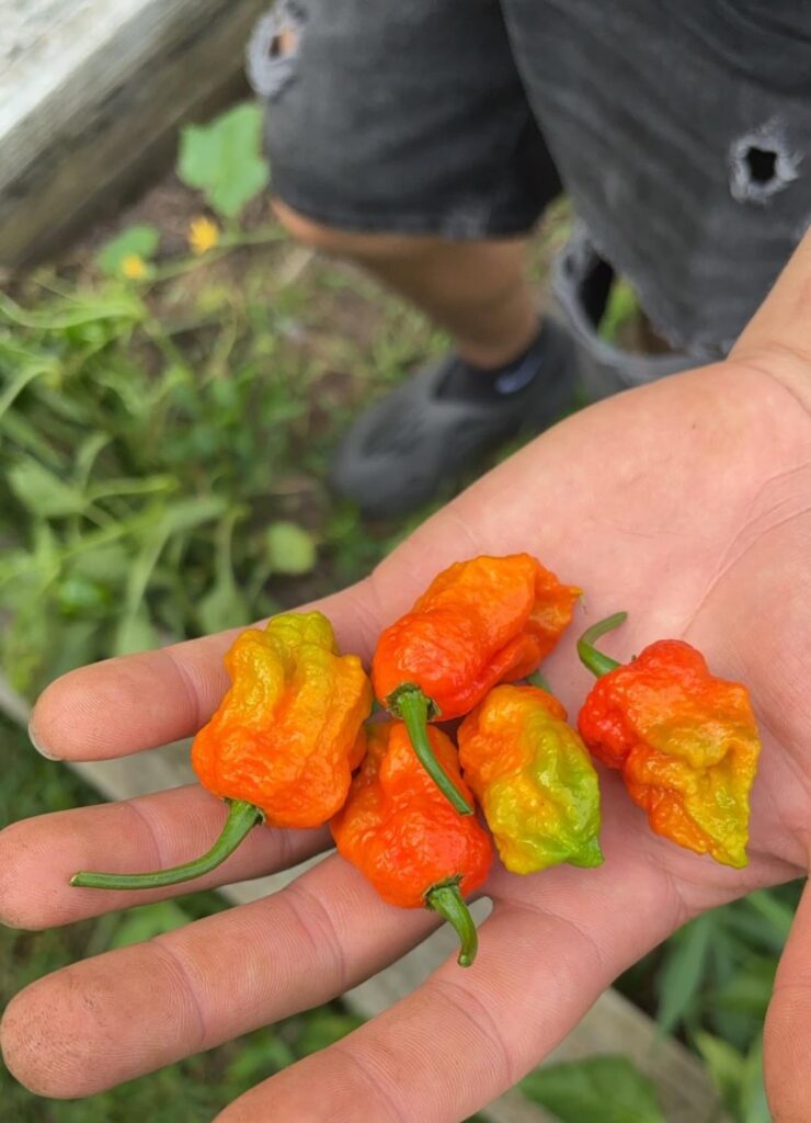 What can I do with these?