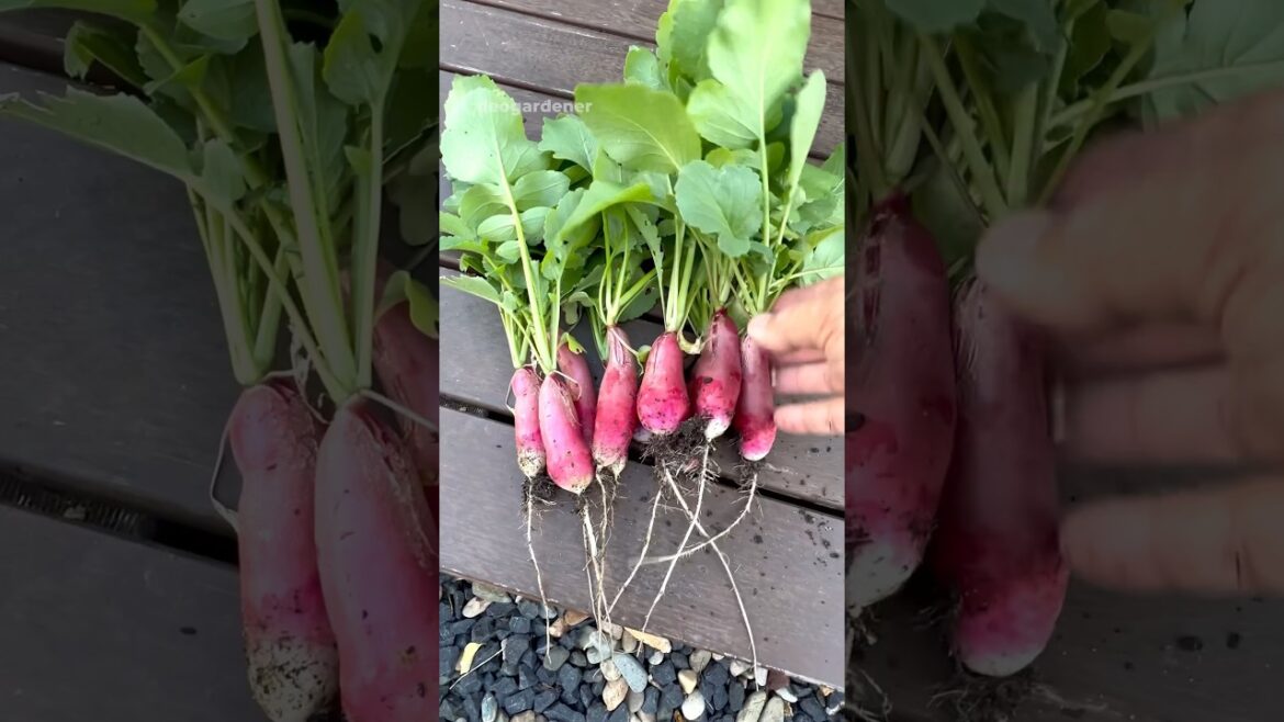 Harvested our French breakfast radish for a salad #gardening #vegetablegardening #fyp #radish