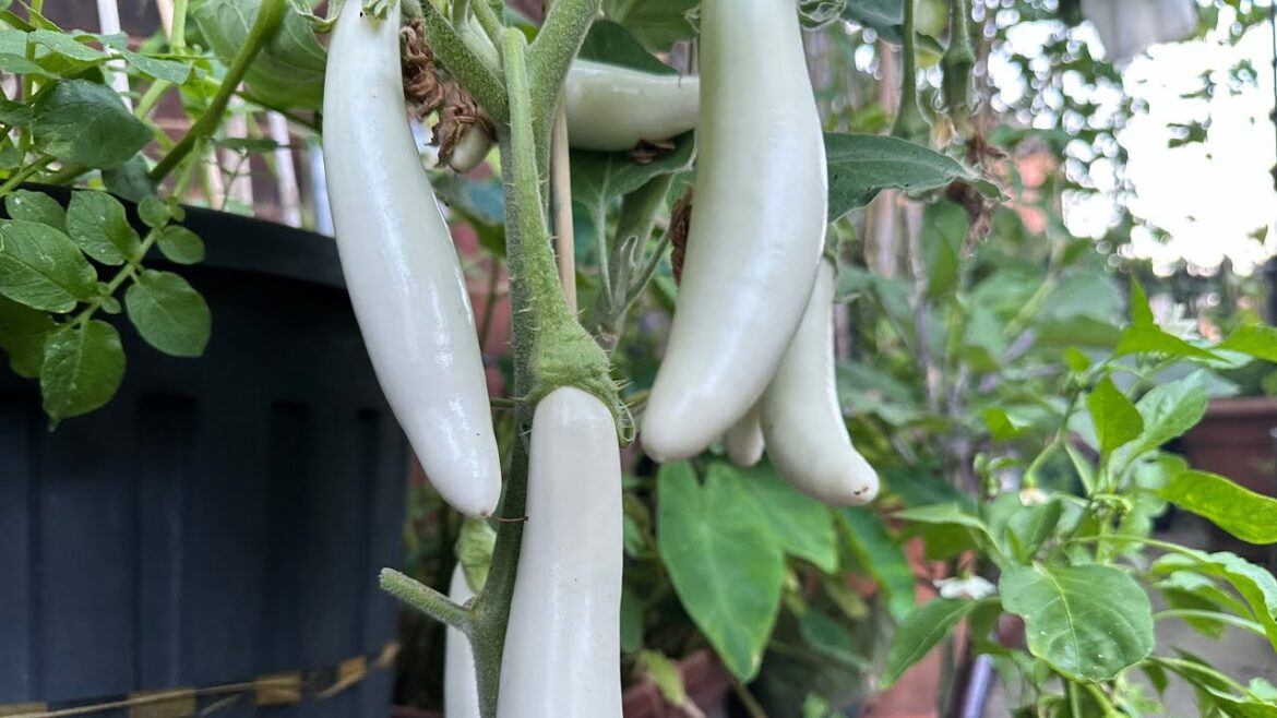 UK VEGETABLE GARDEN SHOKHER BAGAN UK AUG 2024 UPDATE SHOKER BAGAN