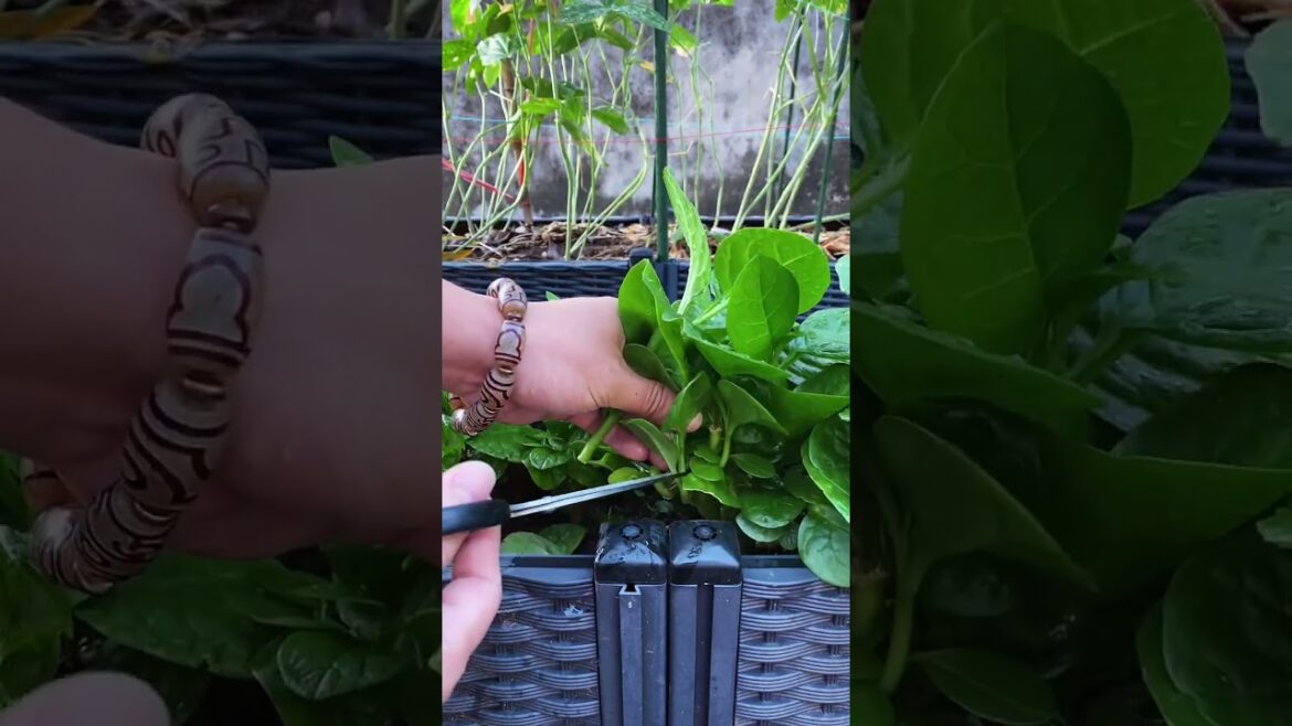 Cutting vegetables growing in the pot #amazing #vegetables #agriculture
