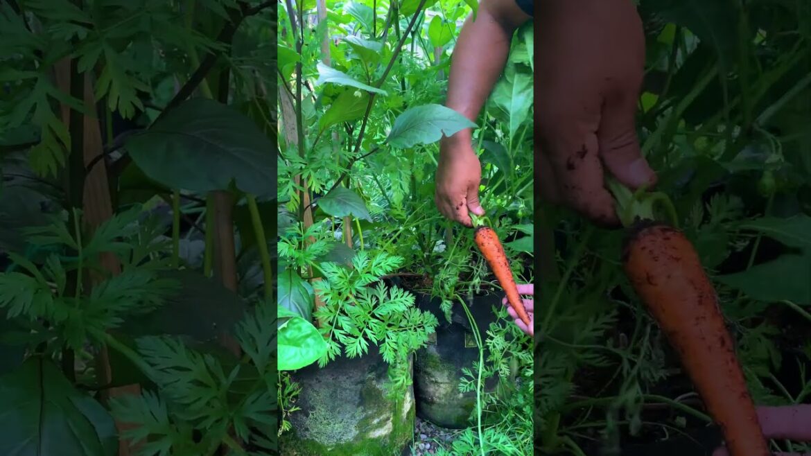 Plant these beside your pepper plants and get more harvest