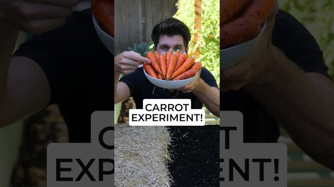 I tested growing Carrots WITH straw and without - and here are the results! #howtogrowcarrots