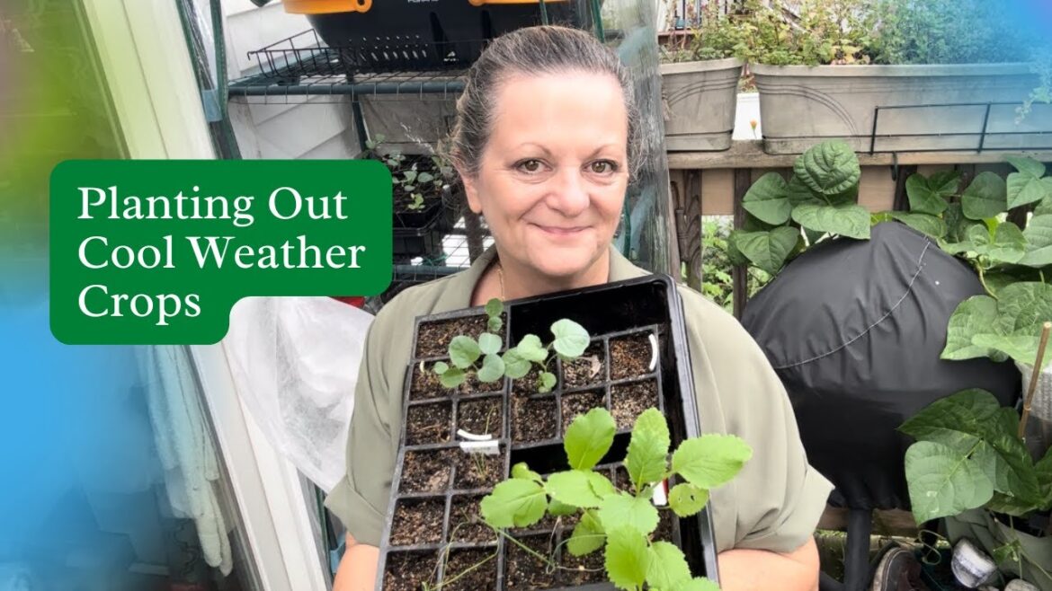 Planting Out Cool Weather Crops | Fall Vegetable Gardening Planting Out Cool Weather Crops | Fall Vegetable Gardening