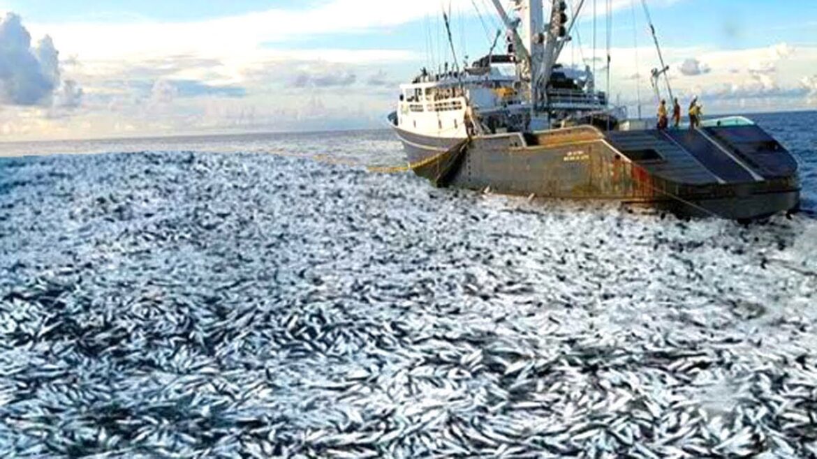 This is how American fishermen catch hundreds of tons of herring, The world’s oldest sardine cannery This is how American fishermen catch hundreds of tons of herring, The world's oldest sardine cannery