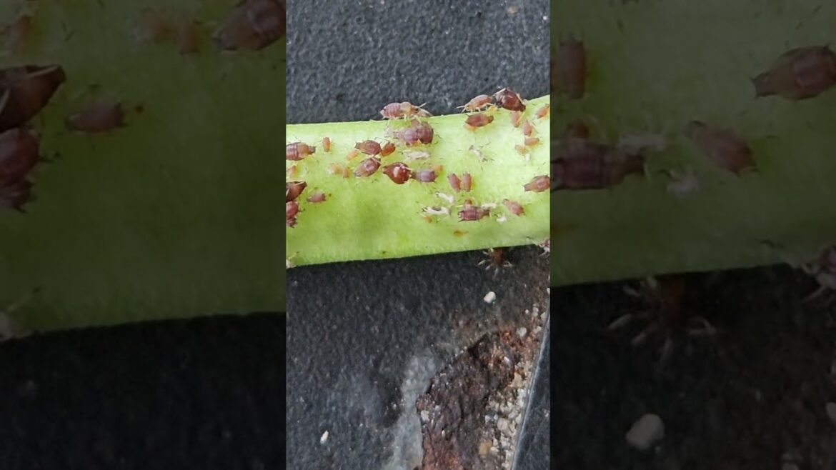 Aphids on a long beans #garden #zone10 #gardening #florida #insects #vegetable