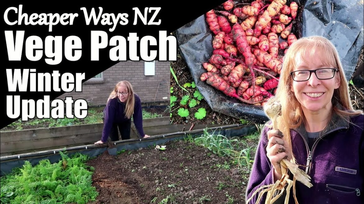 Vegetable Garden Vlog June 2023 – Winter Vege Garden Vegetable Garden Vlog June 2023 - Winter Vege Garden