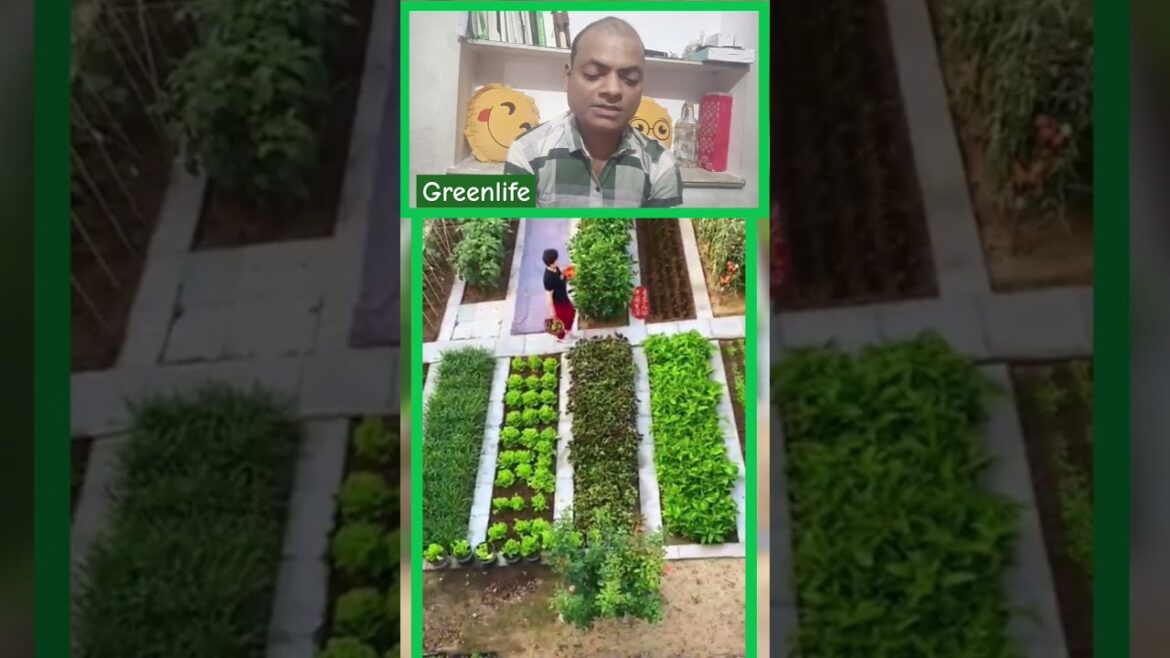 vegetable gardening#youtub short#nature #farming #trending