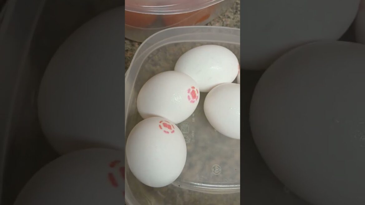 Chicken Paella & Tortilla Espanola Chicken Paella & Tortilla Espanola