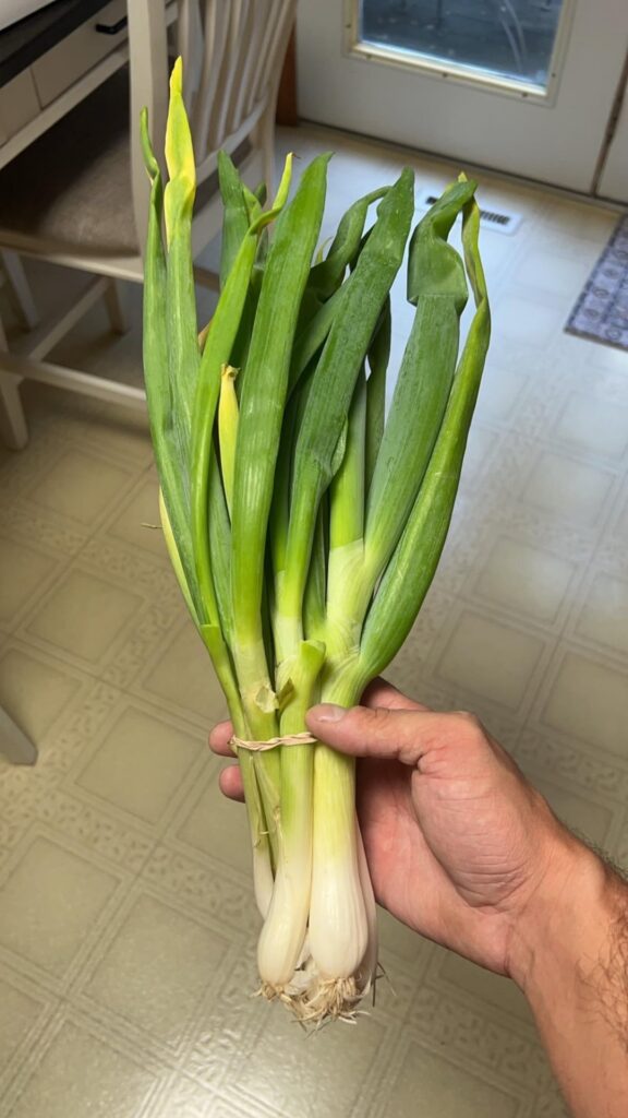 look at the size of this scallion i bought at a farm (i made spicy beef ramen with it, on pic 2)