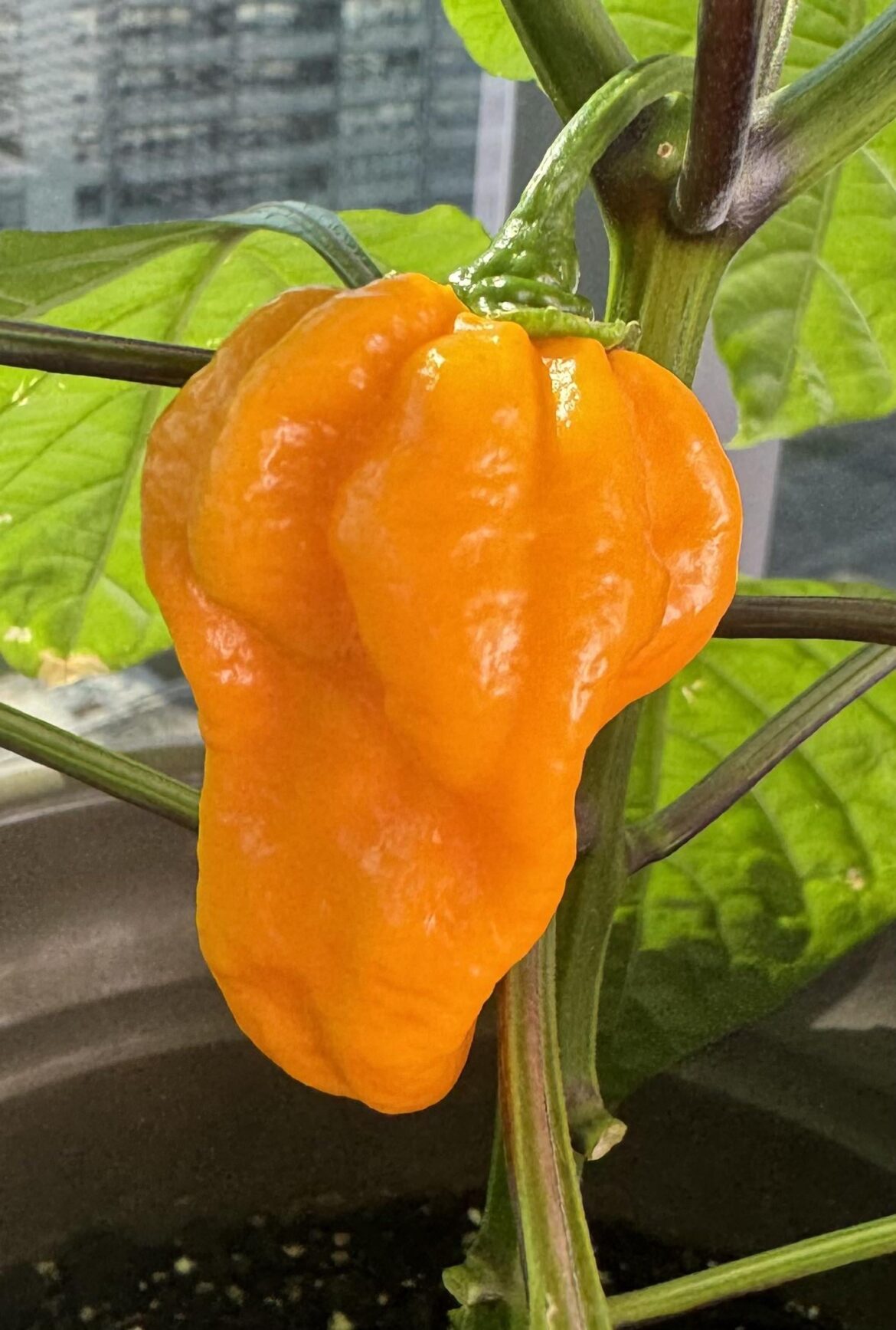 [R] Pepper ID