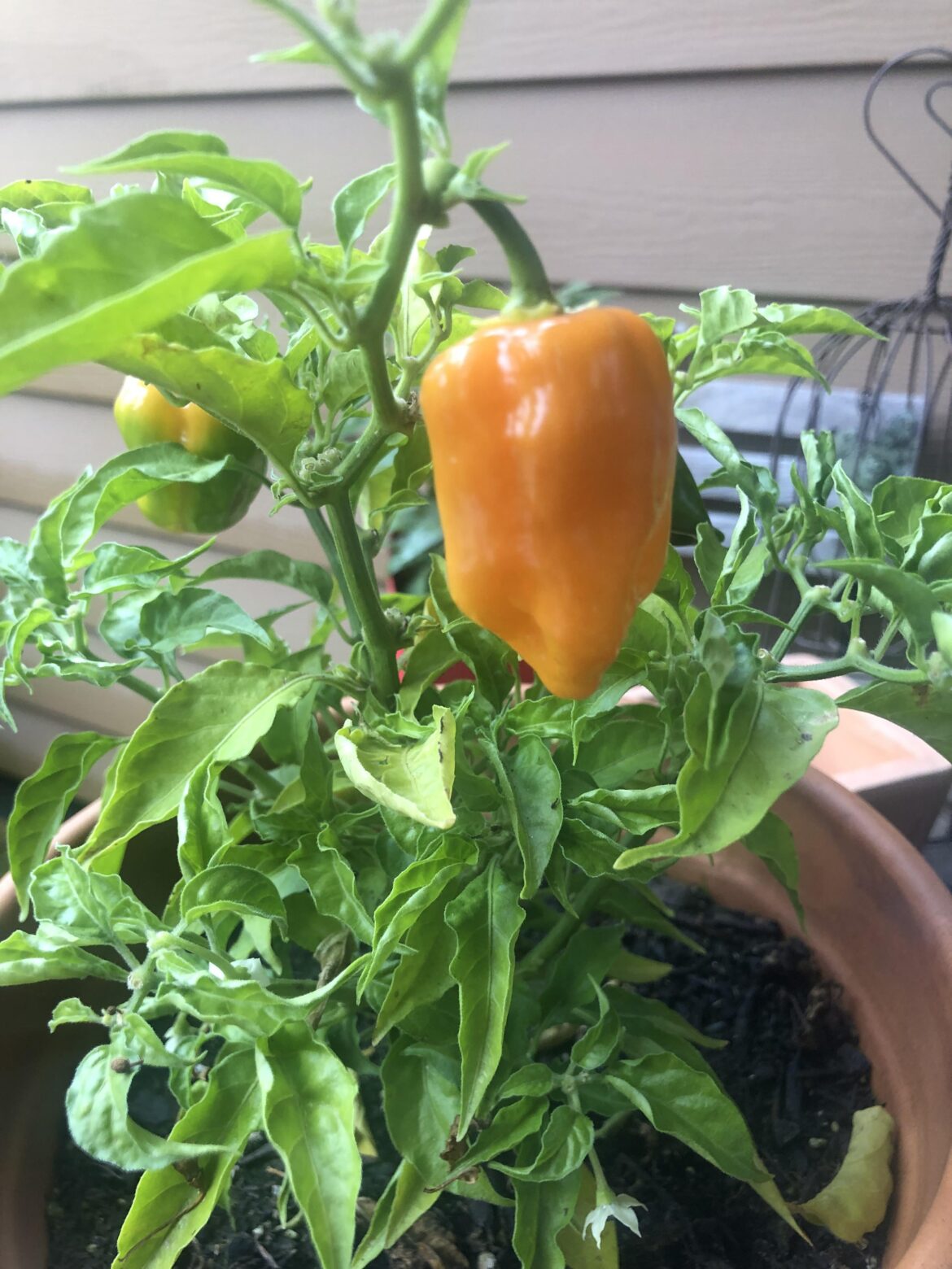 My habaneros are finally starting to turn