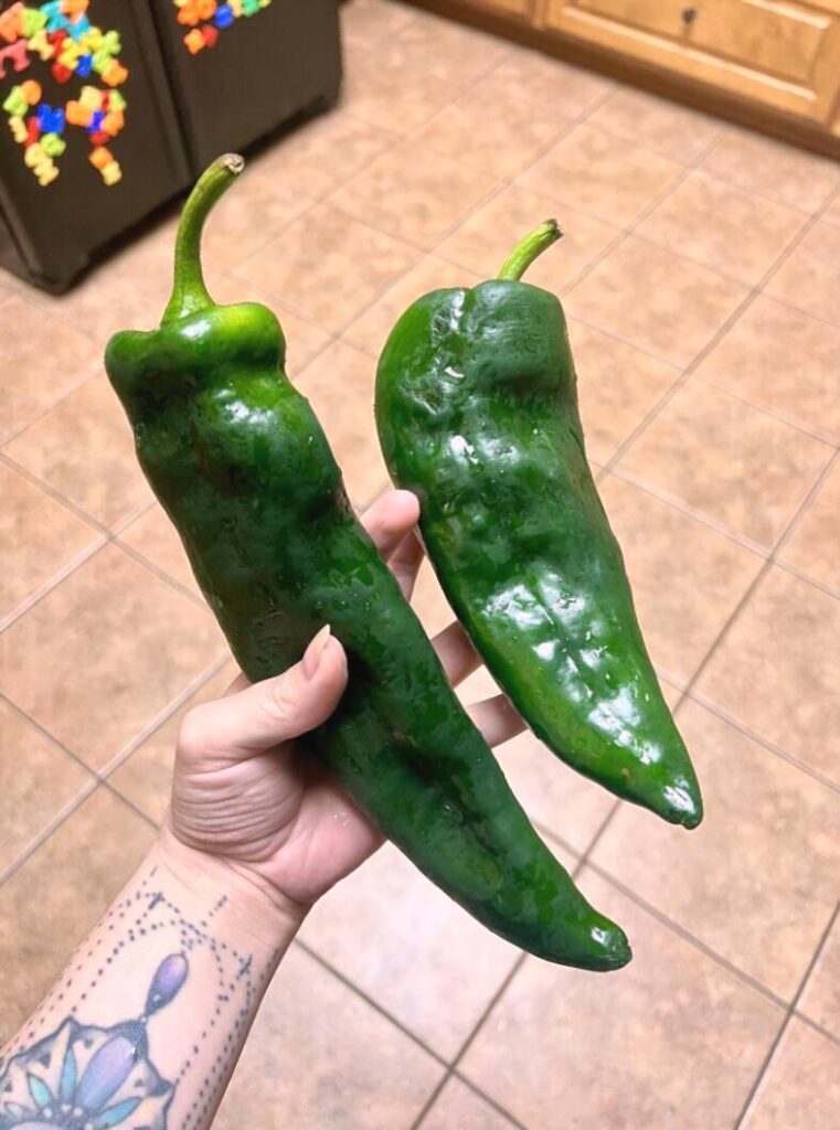 The largest peppers that HF has ever delivered to me.