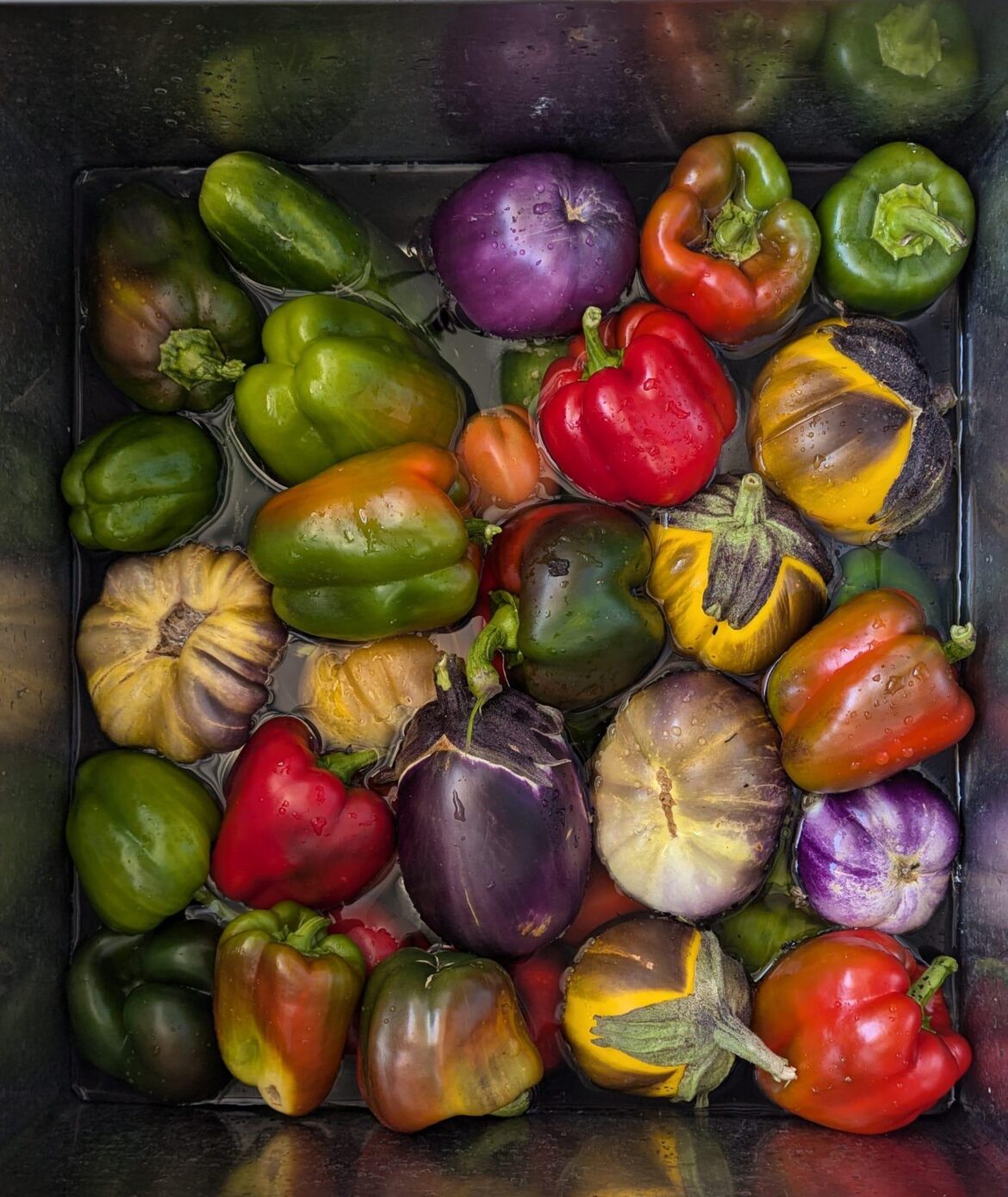 Likely the last big harvest of the season