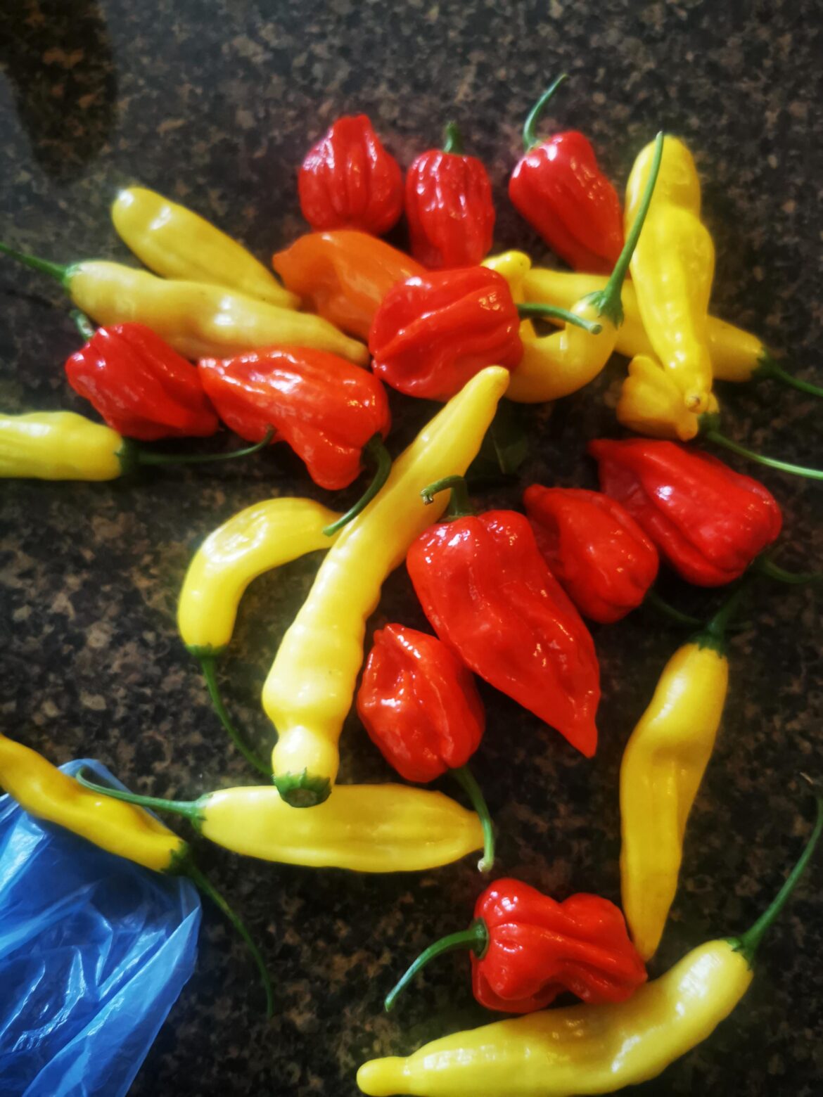 Got these from a friend, what's the best thing to do with these? He said the red ones are very hot