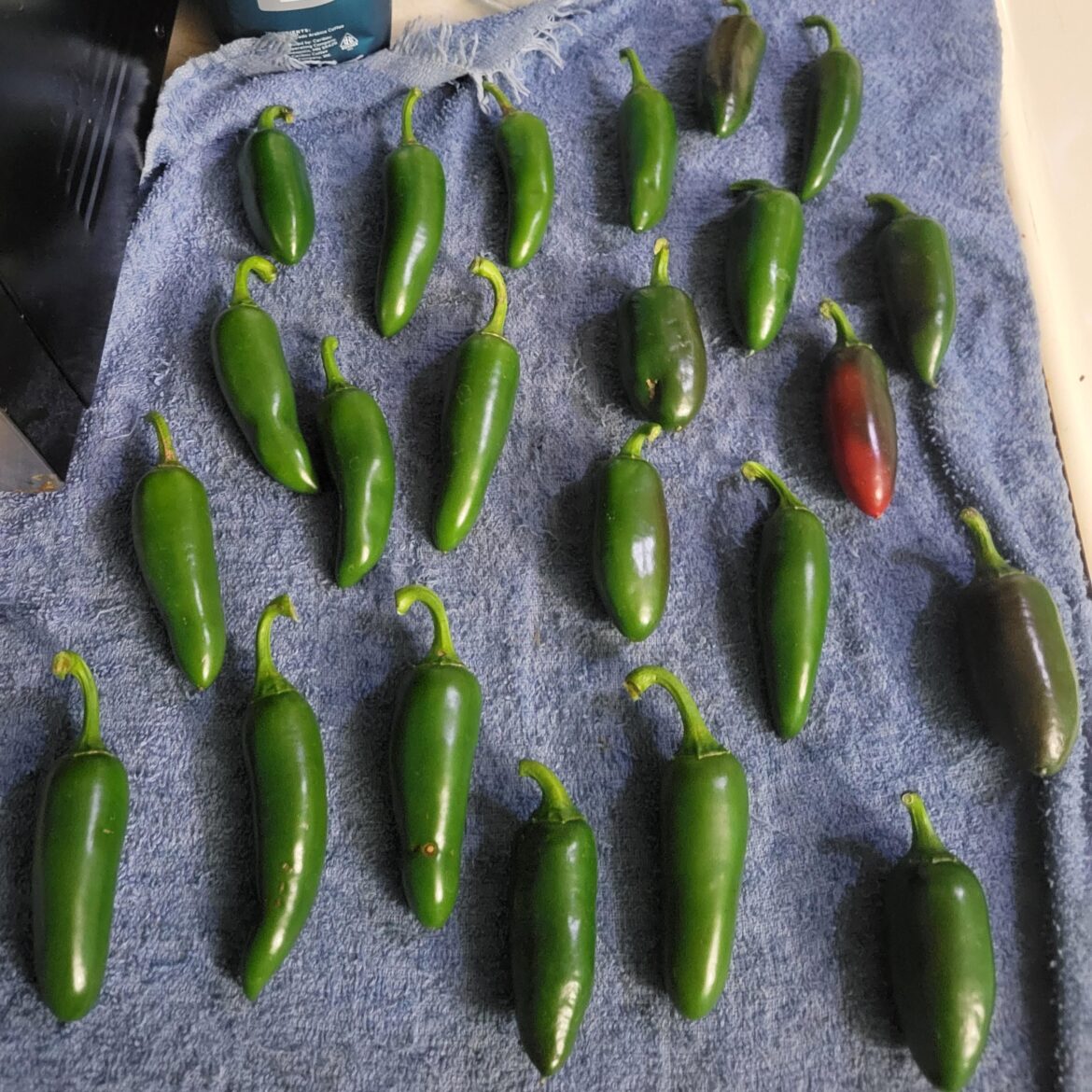 Just harvested some Jalepeños
