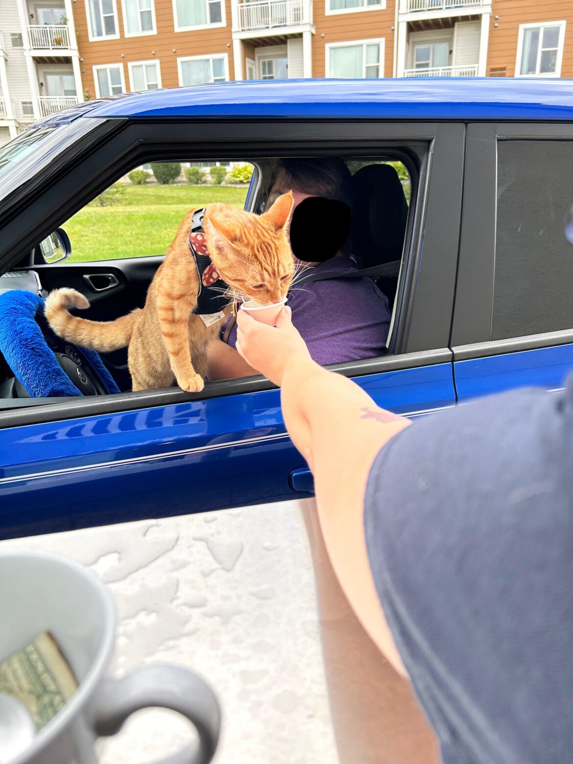 Drive Thru Kitty