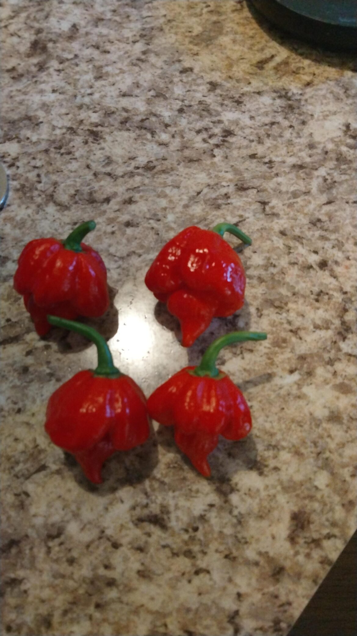 First time harvesting scorpion peppers, they look good?