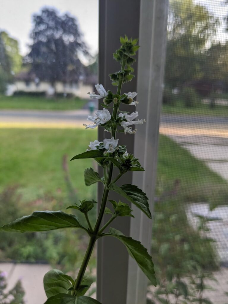 I didn’t know basil flowered. What do I do about it? I didn't know basil flowered. What do I do about it?