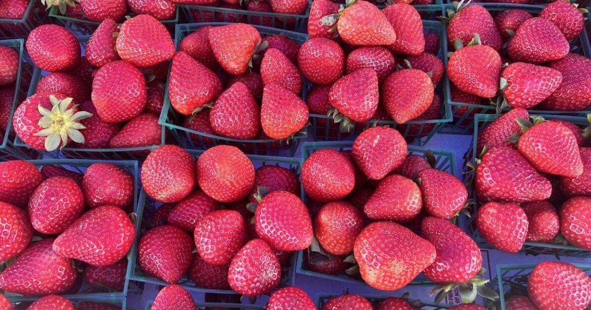 Share those strawberries! Invasive fruit fly species eradicated across California